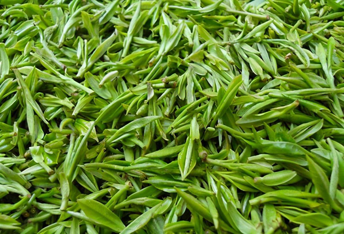 缙云毛峰是采摘国家级风景名胜区,缙云山早春良种茶树幼嫩芽叶,用传统