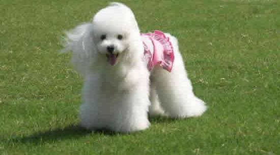 什么狗最聪明？十大聪明犬排名