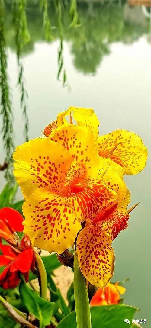 王太生蕉露与花露散文选读