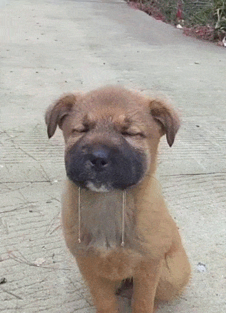 然后拖着一脸的口水走开,这么丑的画面居然被主人拍下来,小狗都感觉脸