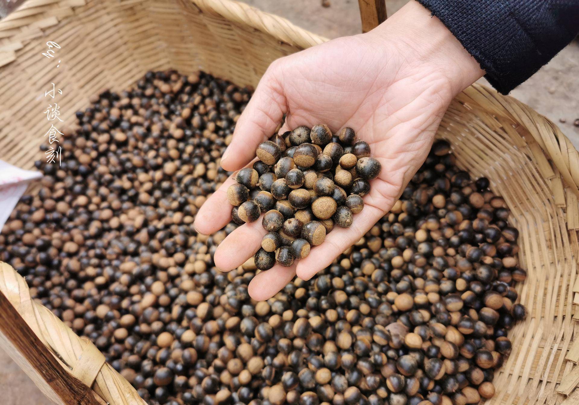 云南这野果真好吃,比板栗小比花生甜,8元一斤,常吃还能强身体_手机