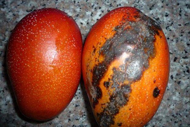 原创芒果表皮长了黑斑还能吃吗还能放在冰箱保存吗做错的多