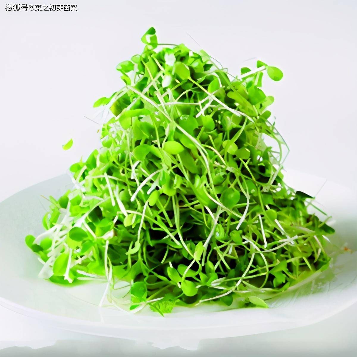 一,芥蓝苗的营养功效 芥蓝苗又称白花芥蓝,属十字花科,一年生草本.