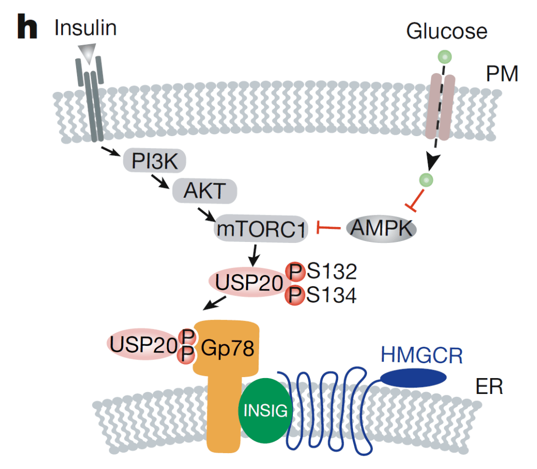 进食后胰岛素和葡萄糖通过mtorc1-usp20-hmgcr通路上调胆固醇合成该