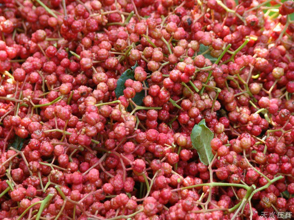 鼠姑网丨来自花椒的内心独白