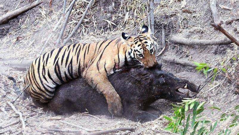 为什么人类一般只吃食草动物的肉,不吃老虎的肉?