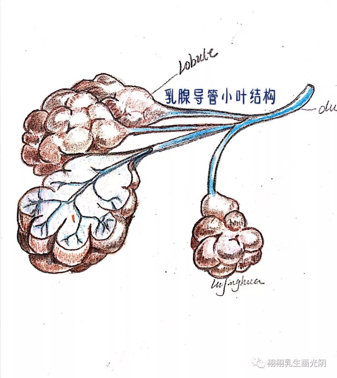 发现乳腺癌,"摸"的学问_手机搜狐网