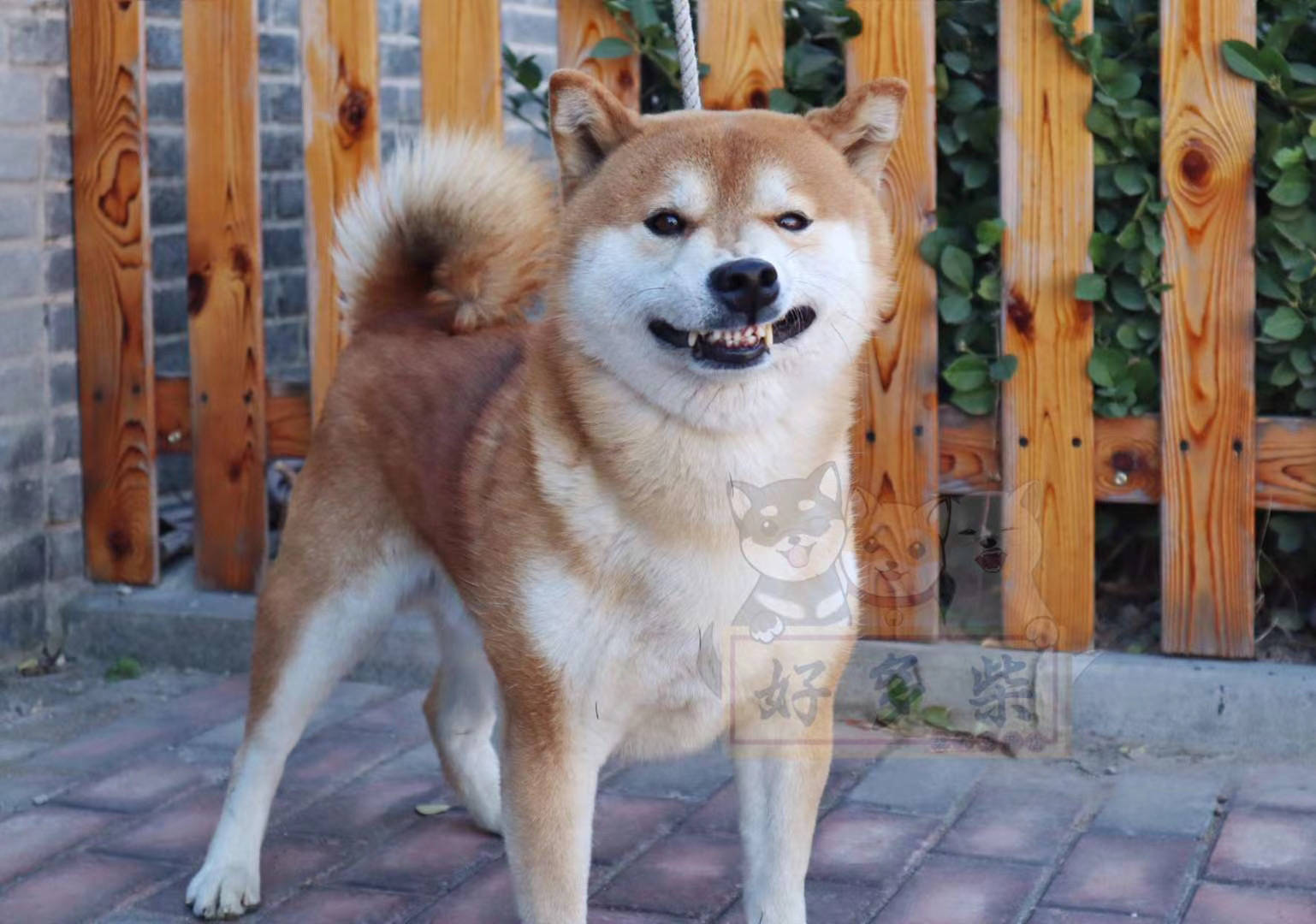 如何挑选柴犬幼犬?(赤柴汇总篇·必看)