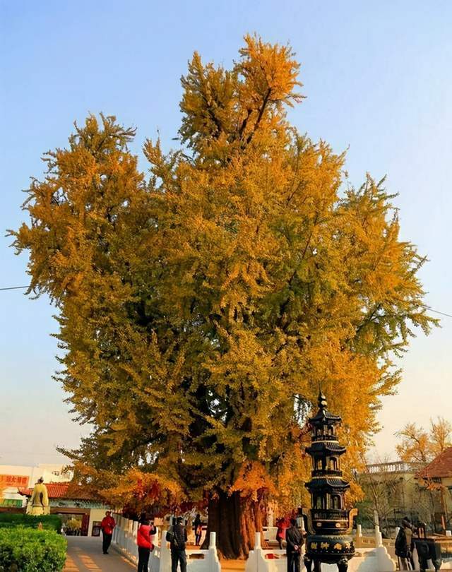世界最大的银杏树图片