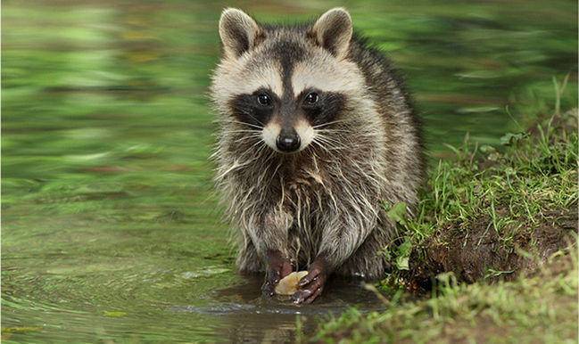 浣熊为什么爱洗衣服?原因令人哭笑不得