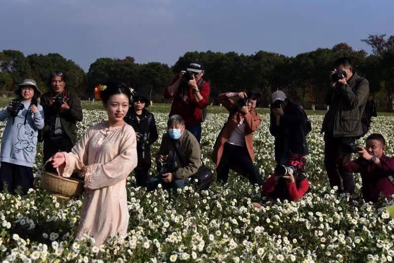 千亩菊海惹人醉小小白菊花做出大文章桐乡举办杭白菊文化节