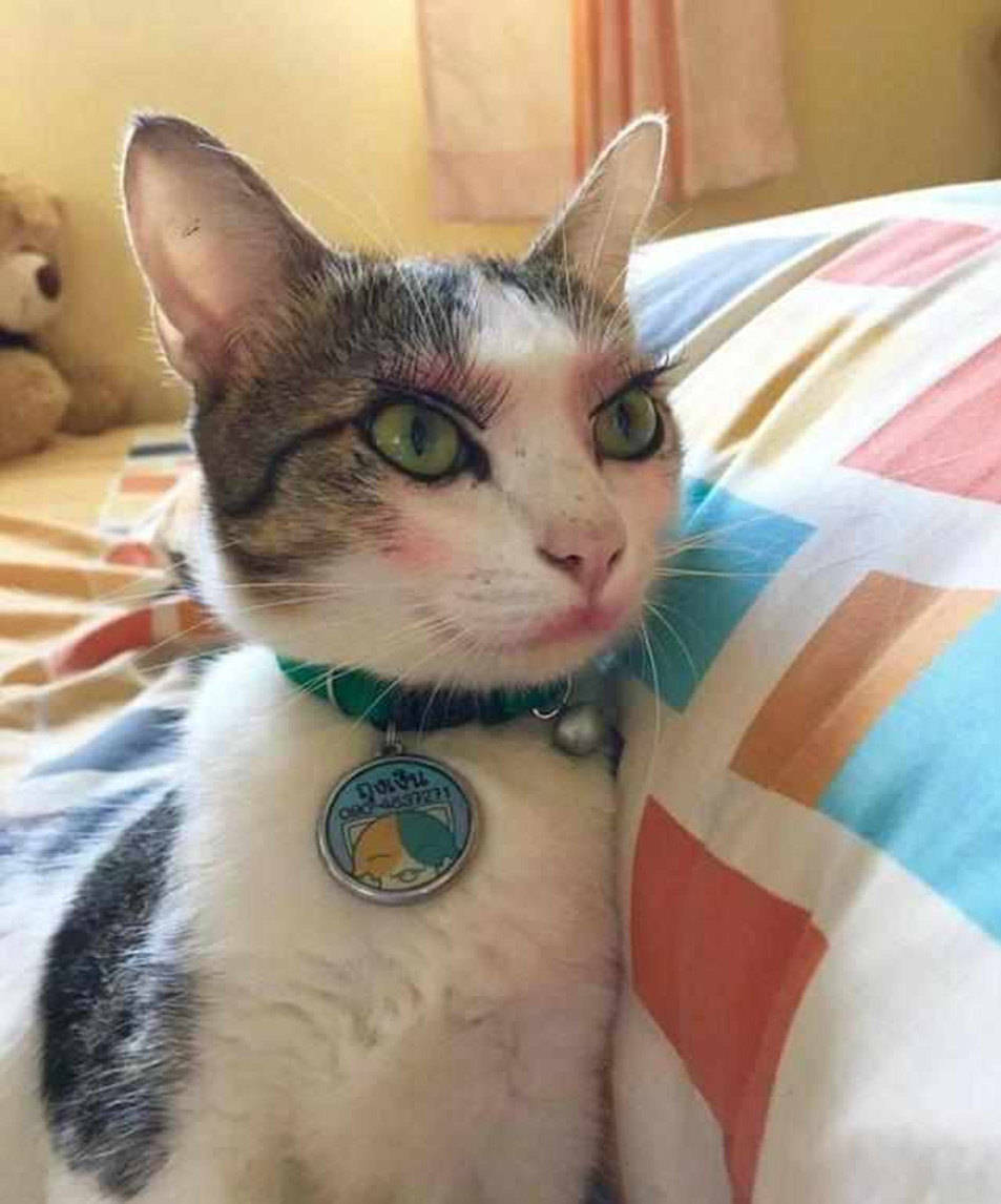 铲屎官给猫咪化妆,竟化得如此"妖娆",网友看了直呼眼已瞎