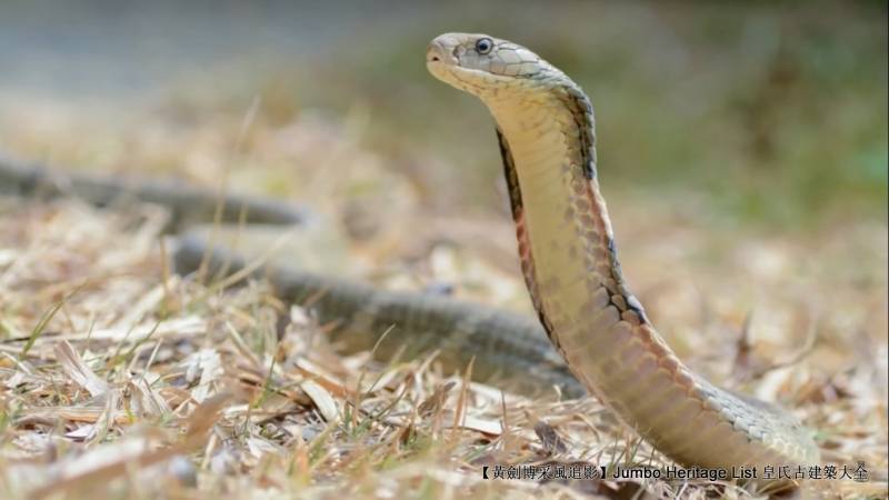 第4200回世界上最无所畏惧捕蛇专家蜜獾狐獴