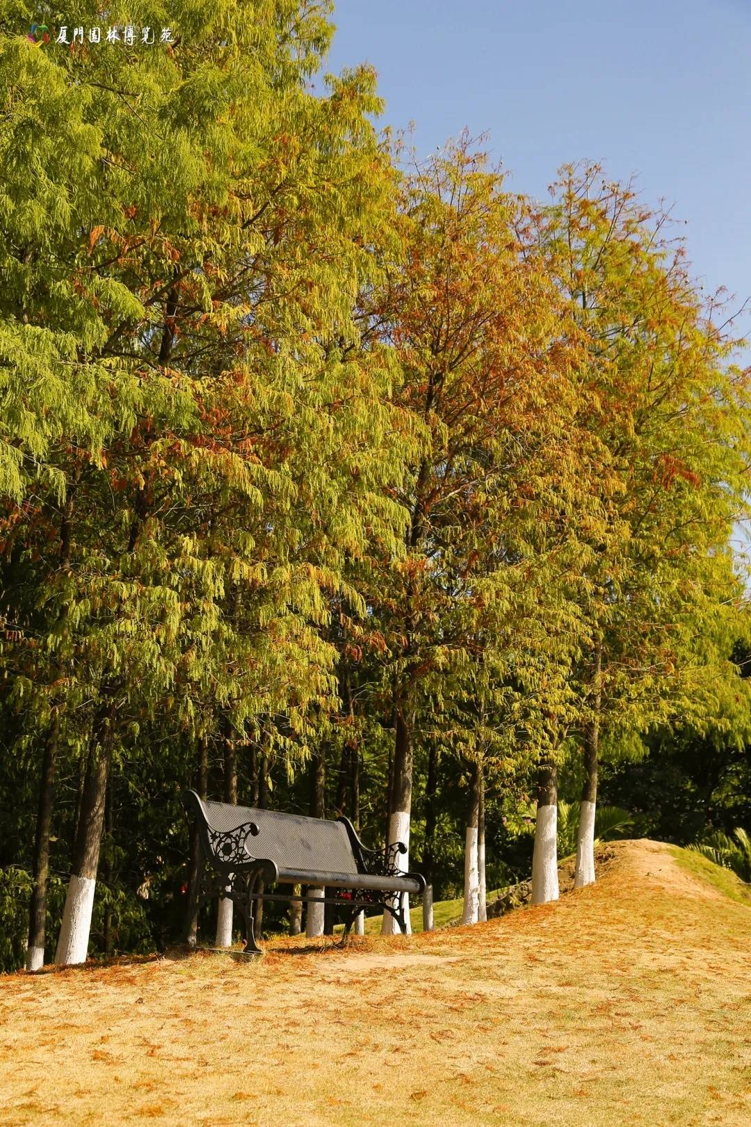 多图实拍!一城秋色一城景!厦门赏秋,这些地方不能错过