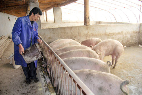 欧洲人中国人简直太奢侈我们最顶级的食材他们竟然用来喂猪