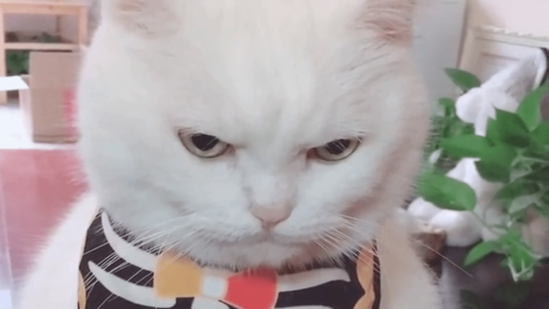 小猫挨训了满脸不服气的样子像极了小时候挨训的样子