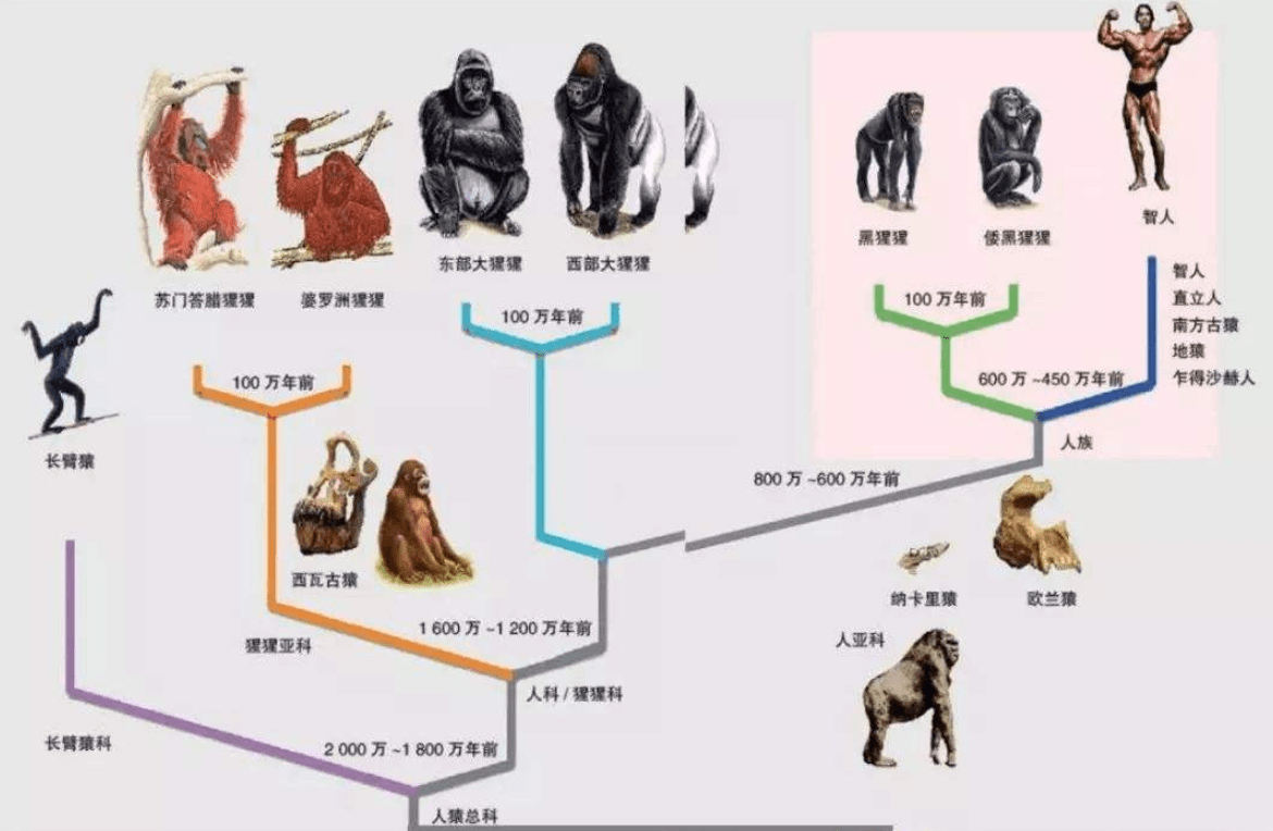 山顶洞人进化图图片