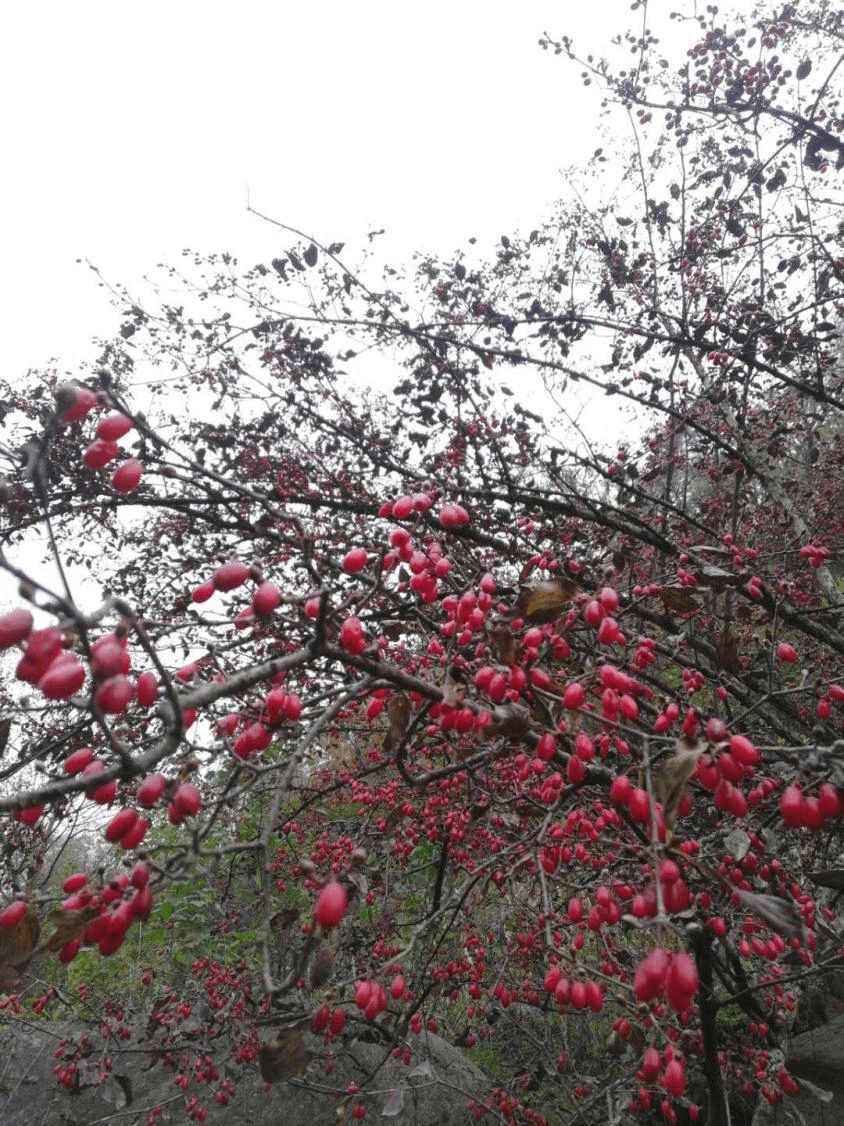 石界河鎮楊盤村茱萸紅滿樹致富壓滿倉