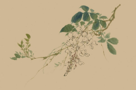 工笔藤蔓植物图片图片
