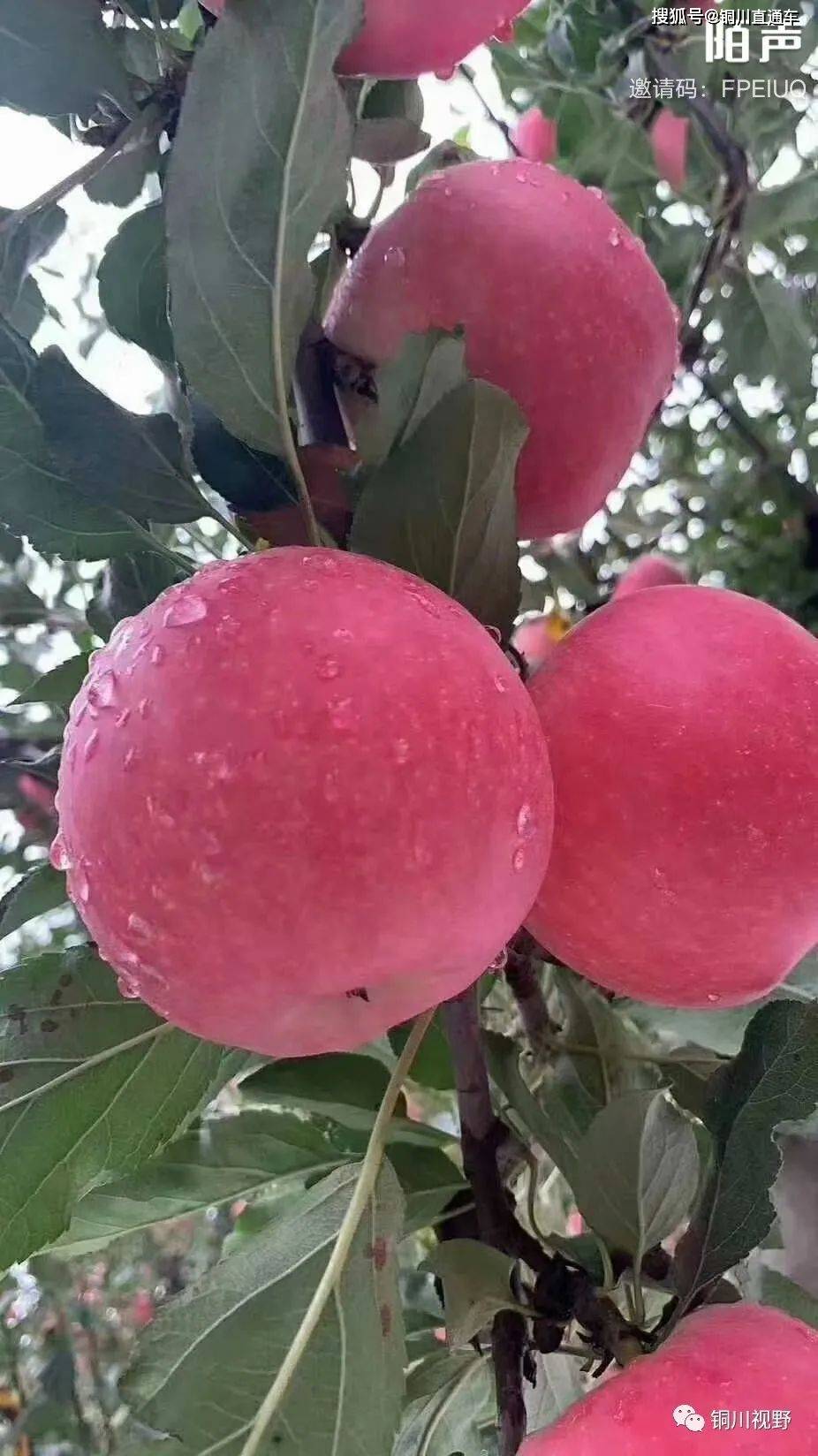 铜川苹果,渭北特产,美誉满天下