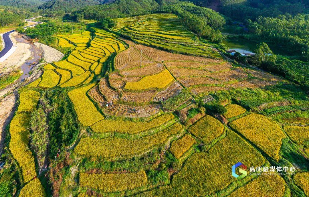佛山万亩金黄稻田进入最美颜值期美成油画速打卡