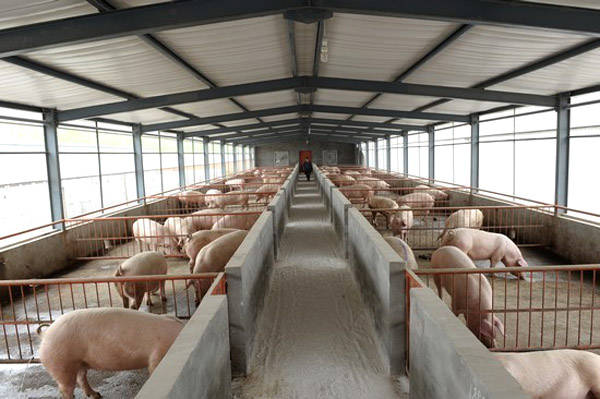 空气能热泵成为猪舍防寒保暖的新选择