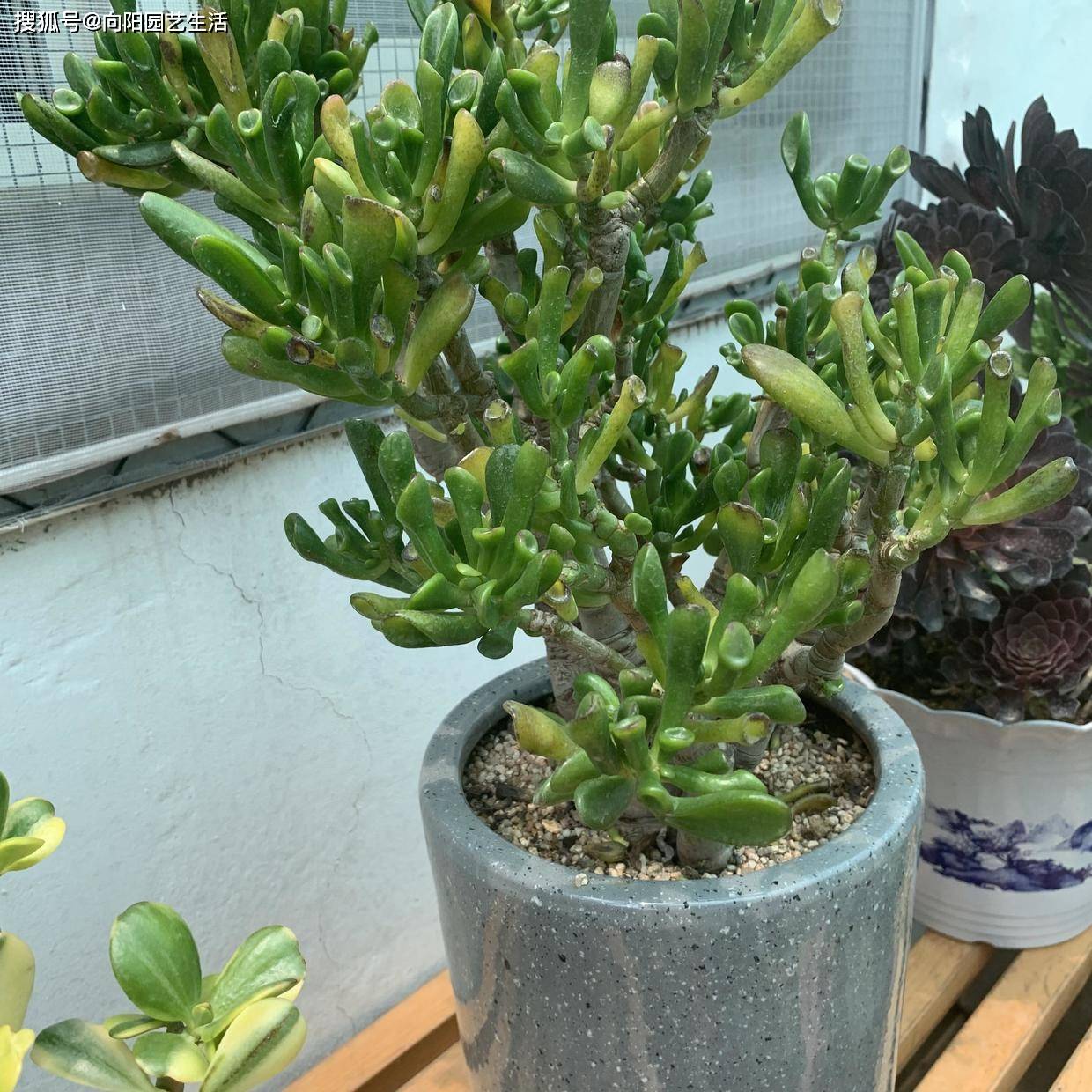 这花叫马蹄掌也叫吸财树寓意招财进宝比多肉还好养