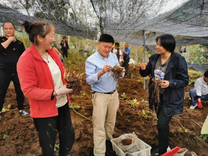 村容靓美家乡村振兴看弥渡弥渡县红岩镇党委书记赵登银告诉记者"农业