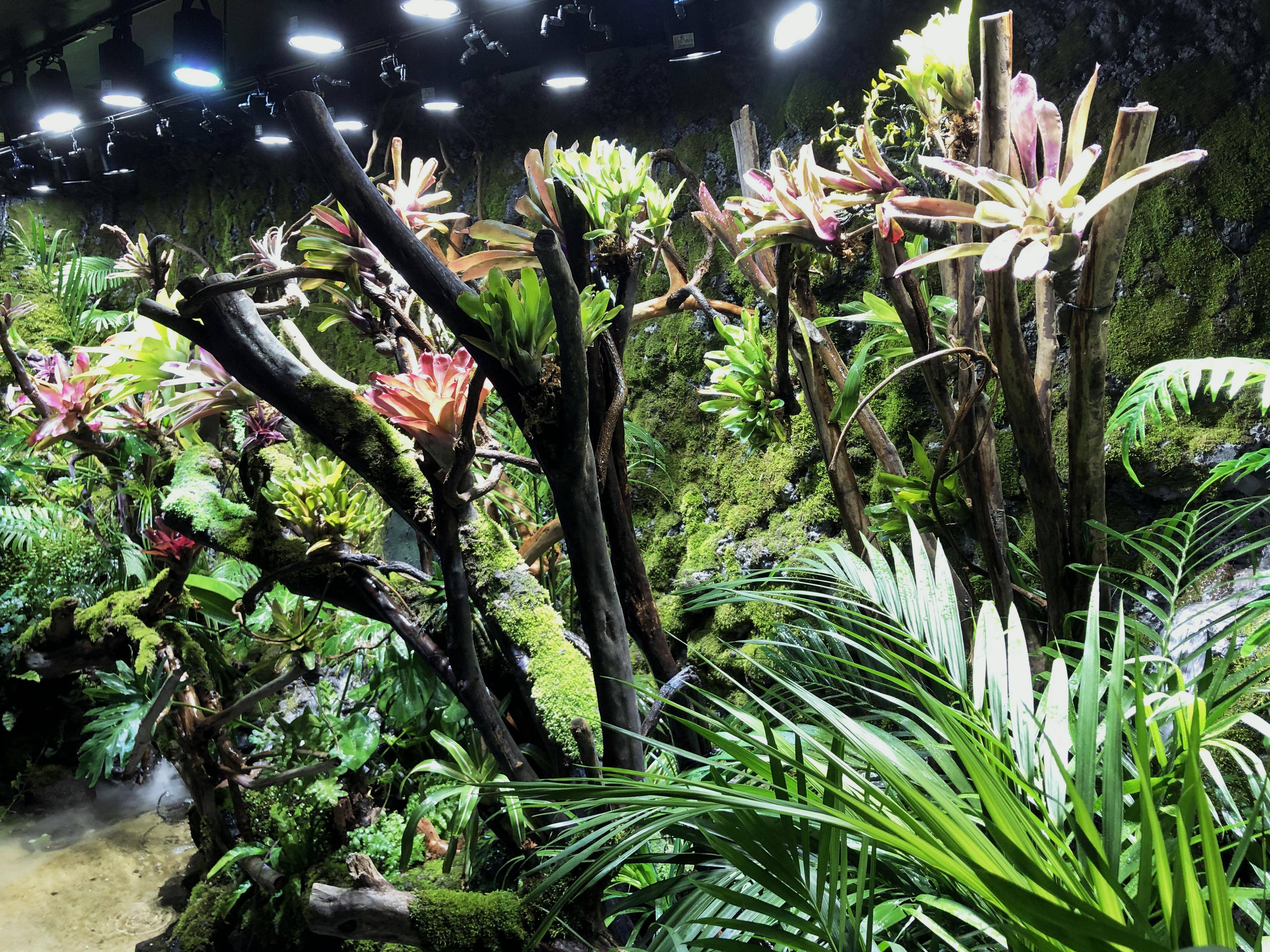 纯天然室内加湿器还能美化环境这样的雨林缸你喜欢吗