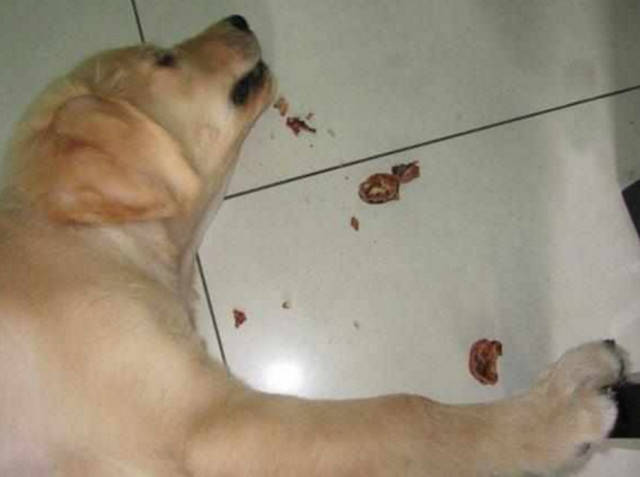 金毛吃核桃吃上了瘾,每次都还偷偷摸摸进行,铲屎官表示醉了_狗狗