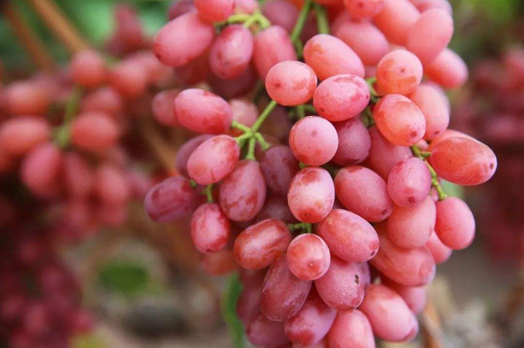 为什么克瑞森发芽会比较晚?