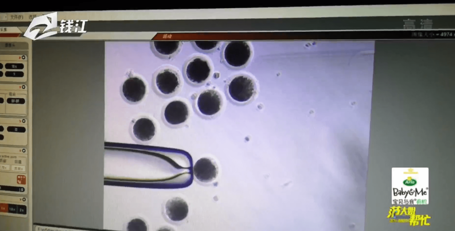 体细胞冷冻保存技术发展成熟浙江首批克隆金华两头乌诞生