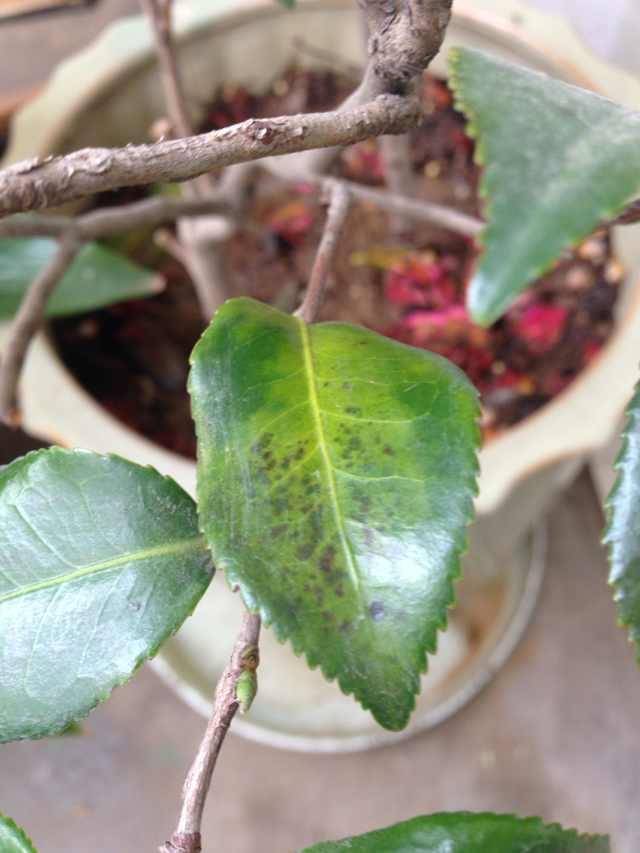 茶花如果出現頻繁掉葉子,老葉,新葉,成熟葉片都有掉的現象,又不是蟲害