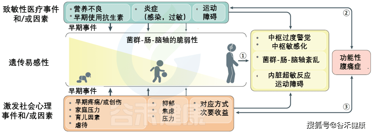 该模型的关键组成部分是内脏超敏反应和中枢敏感化.