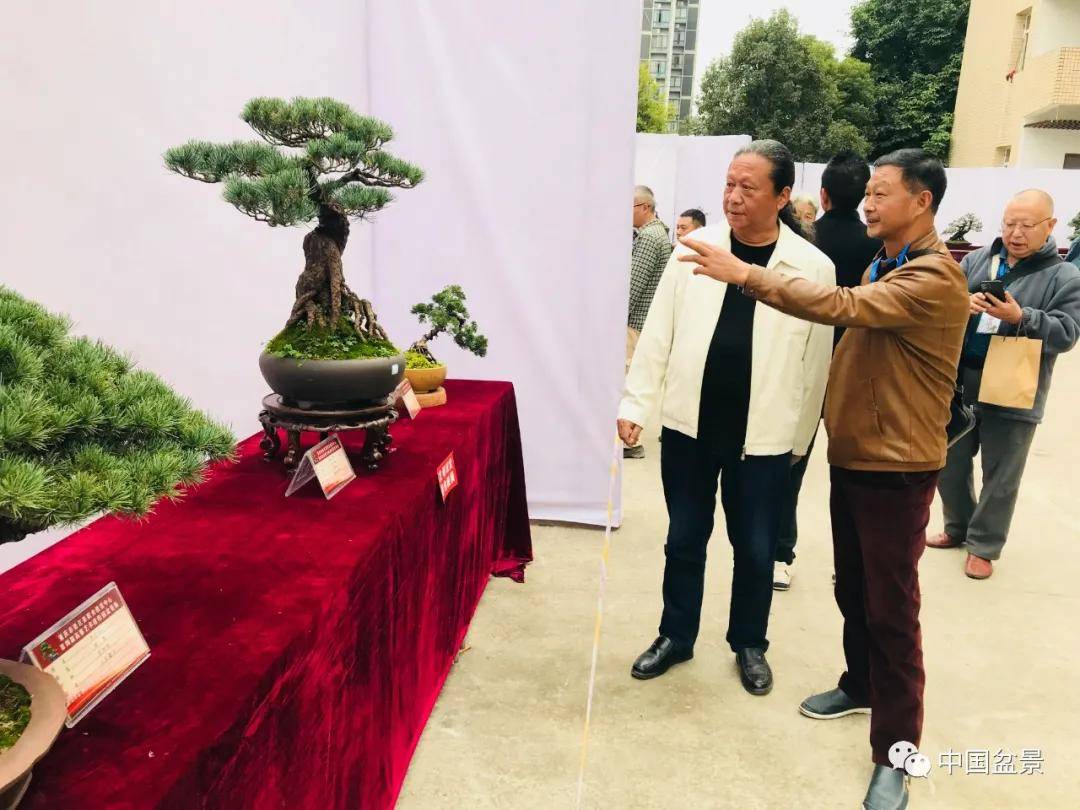 四川省盆景艺术非遗传承人,四川省盆景艺术大师赖胜东欣赏作品,对作品
