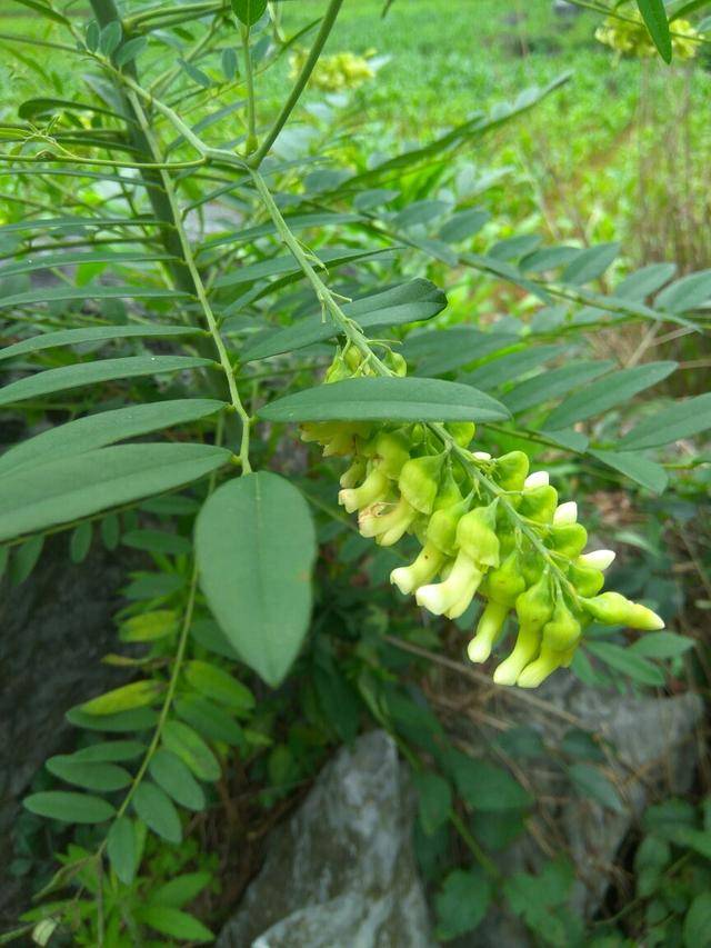 黄芪和农村的野刺蒺藜是一种植物吗?