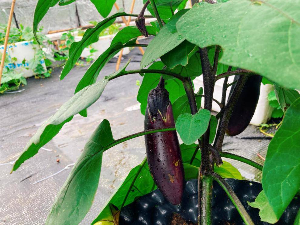 阳台种菜,少不了物美价廉的它!