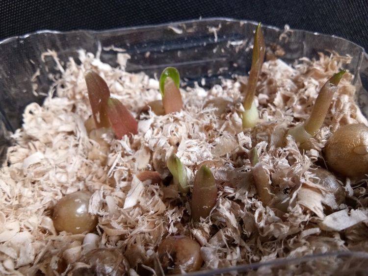 君子兰也能播种繁殖,用2个小技巧,1个月长出一盆小苗