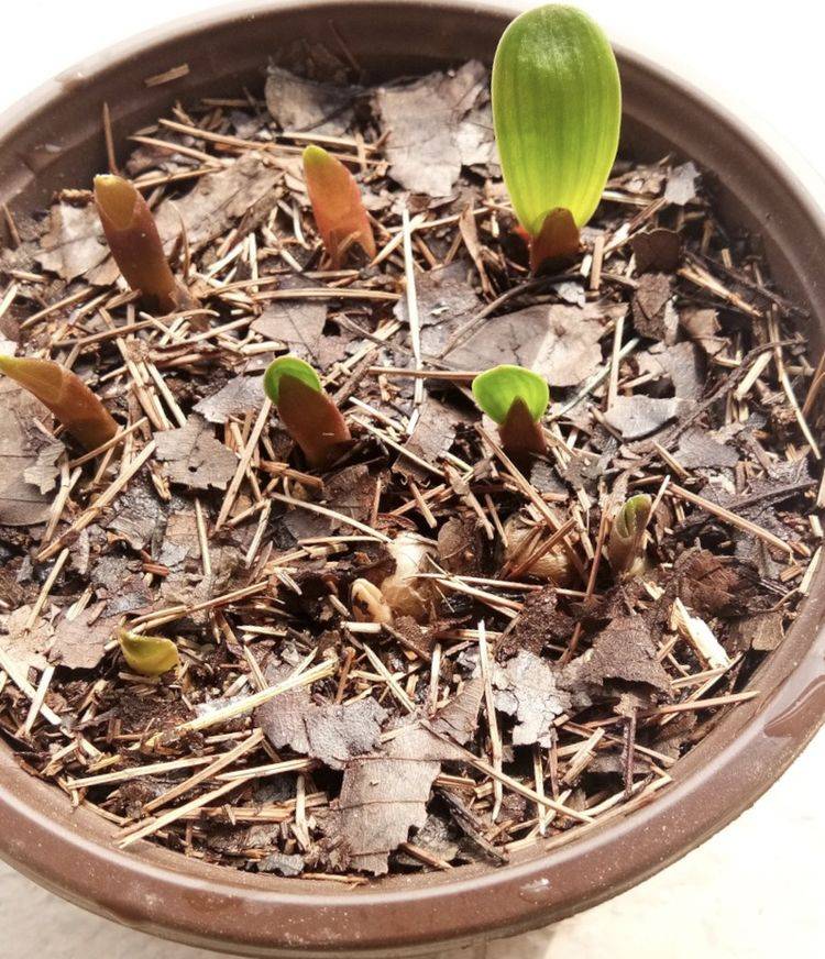 君子兰也能播种繁殖,用2个小技巧,1个月长出一盆小苗