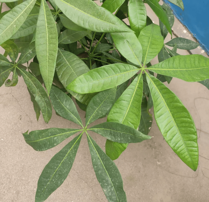 发财树种植方法全过程(发财树种植方法全过程观察感受)