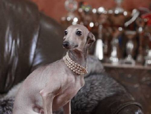 格力犬补钙会立耳吗