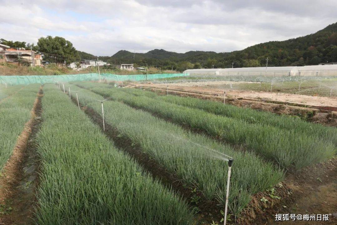 梅州市乐得鲜现代农业(蔬菜大棚)种植园区,浇灌系统自动喷洒.