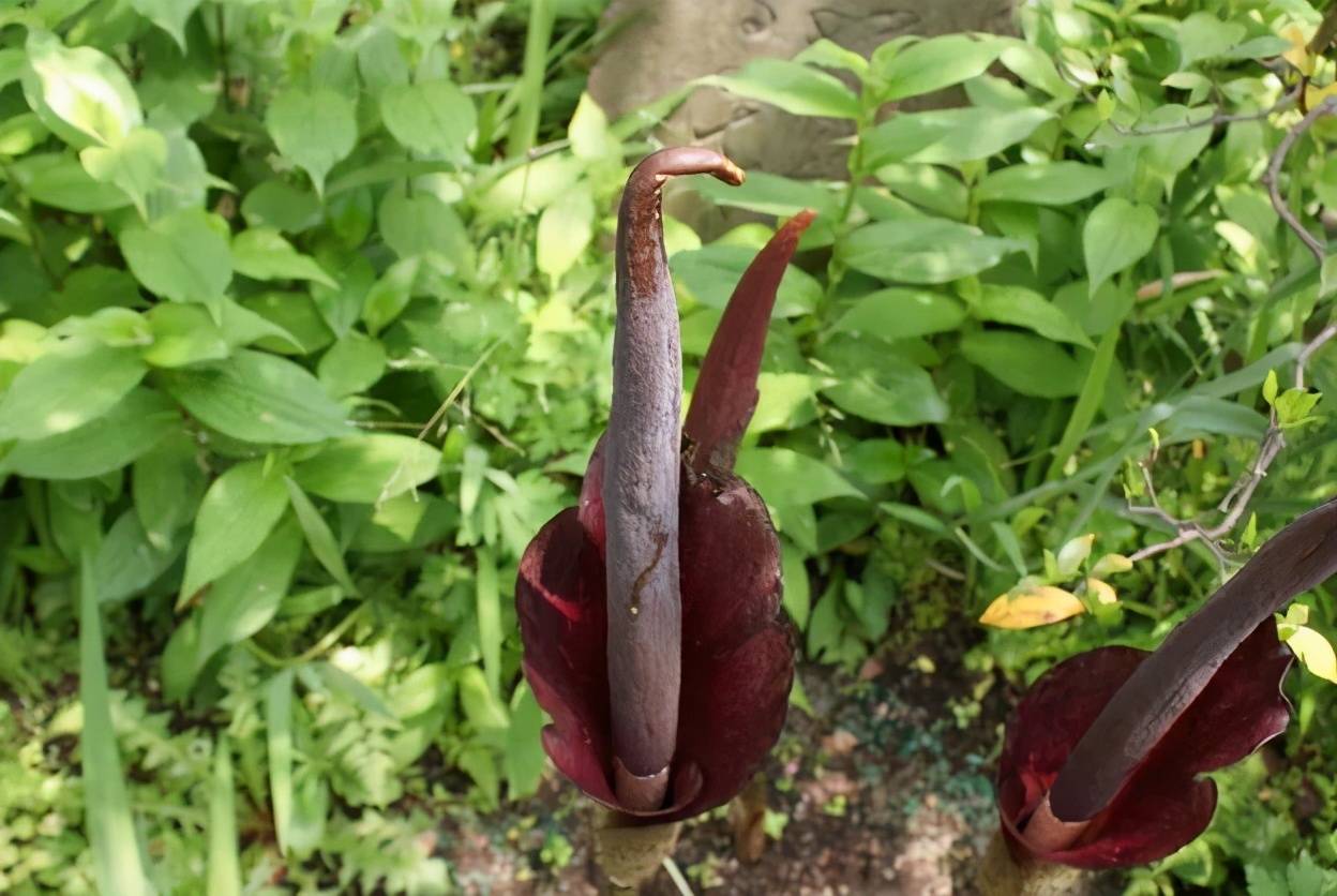 西米蒟蒻椰果等小料背后都有辛勤付出的植物