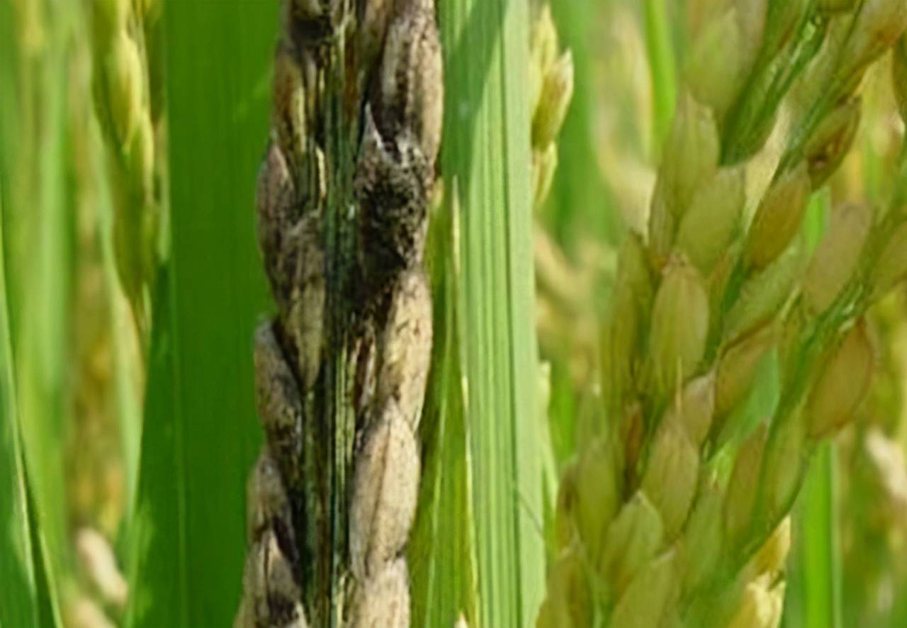 稻粒黑粉病影响水稻产量!如何防治最有效?