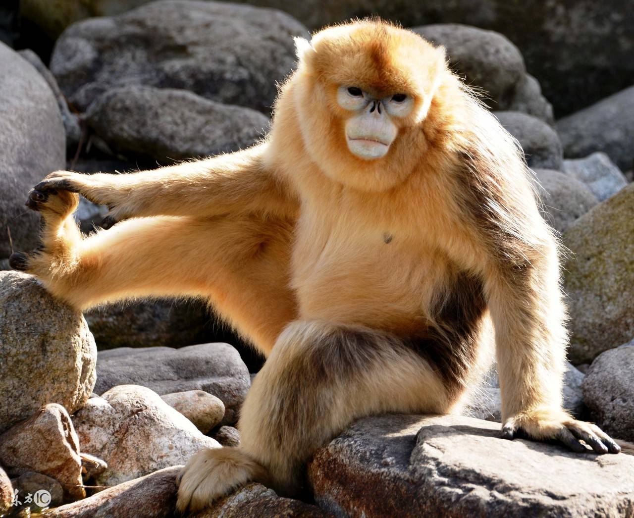 属猴你家有吗?2021年富贵多金,365天福源不断,真的挺准!