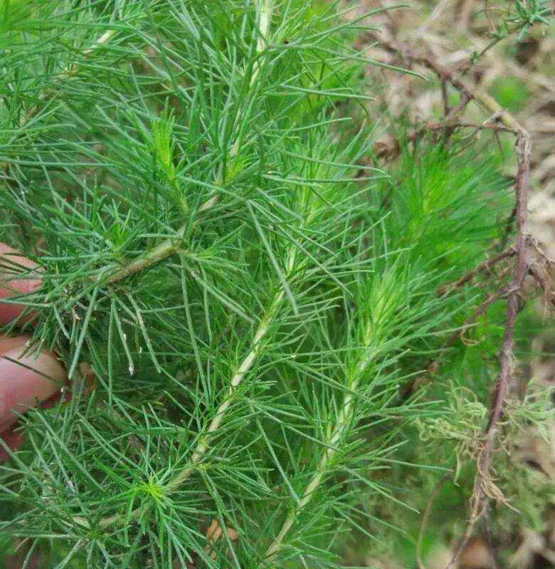 风滚草和仙人掌图片