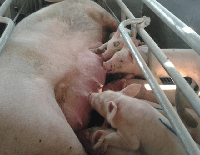 猪催肥绝密配方猪催肥用什么药这里有养猪催肥最简单的方法