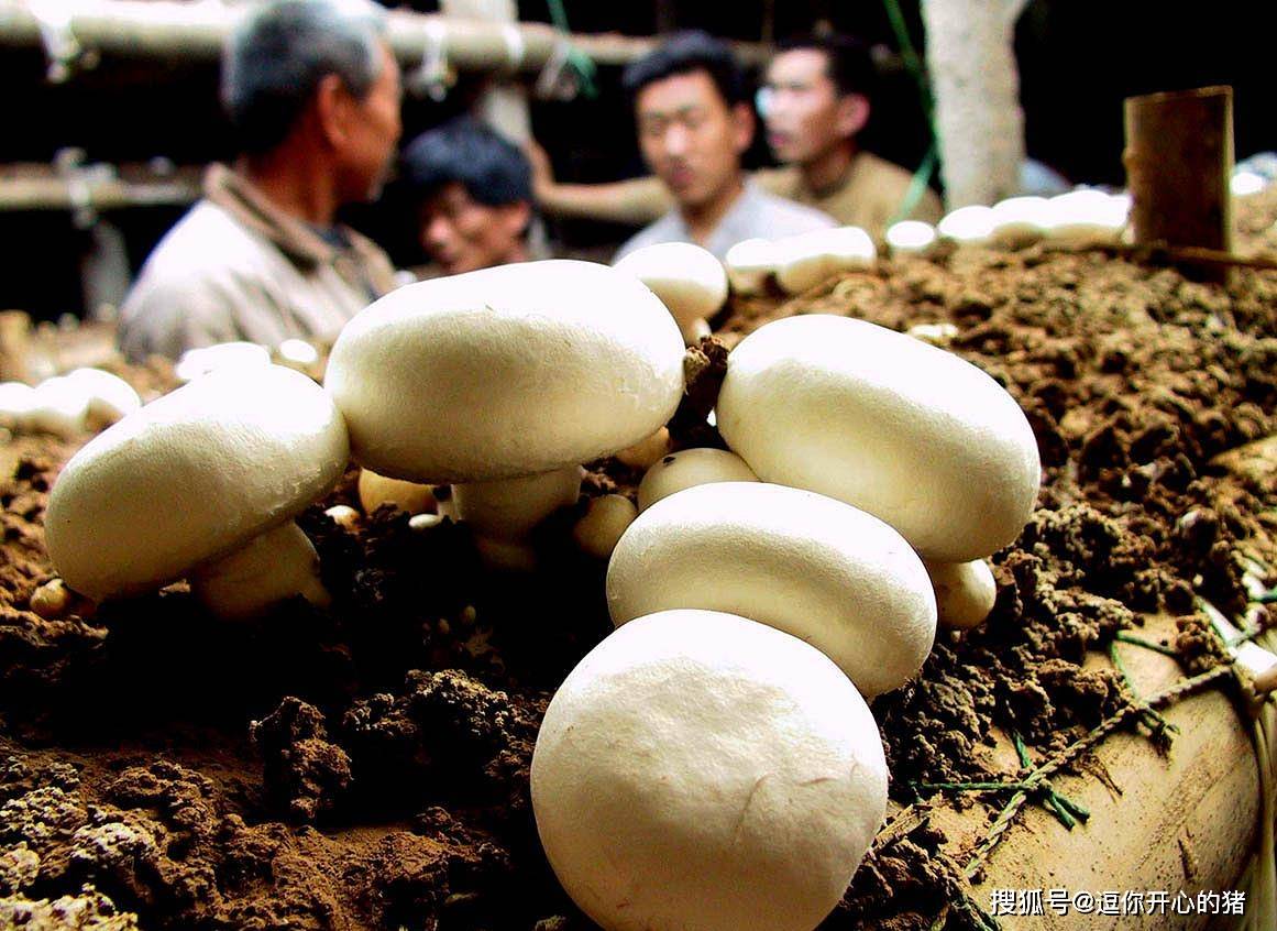 买口蘑别买到毒口蘑一定要看清这3点才能远离美白口蘑
