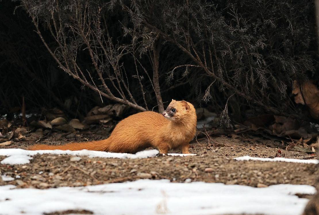 家猫能打败黄鼠狼吗