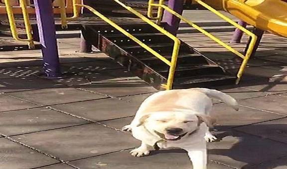 拉布拉多自娱自乐坐滑梯,下来后不停地原地转圈,开心的像个孩子